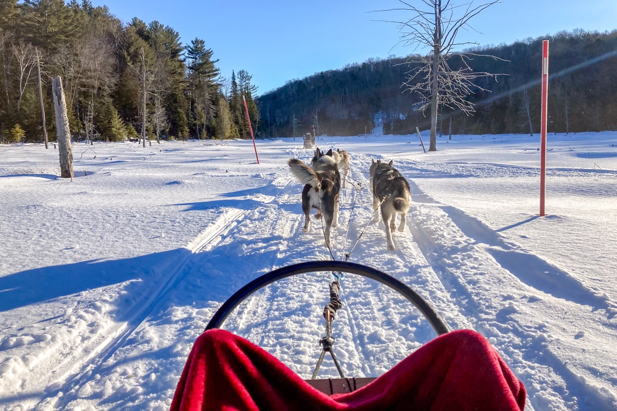 Personne tirée par des chiens de traîneau