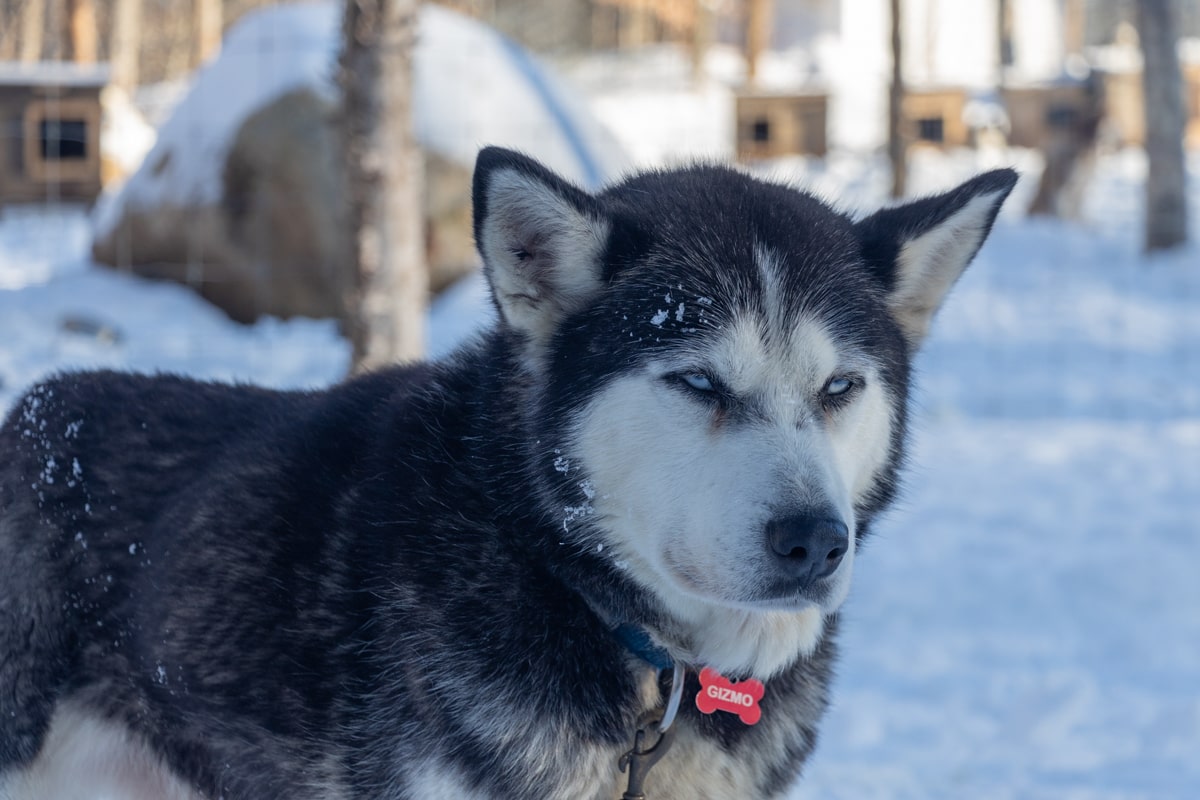 Chien de traîneau, Quebec