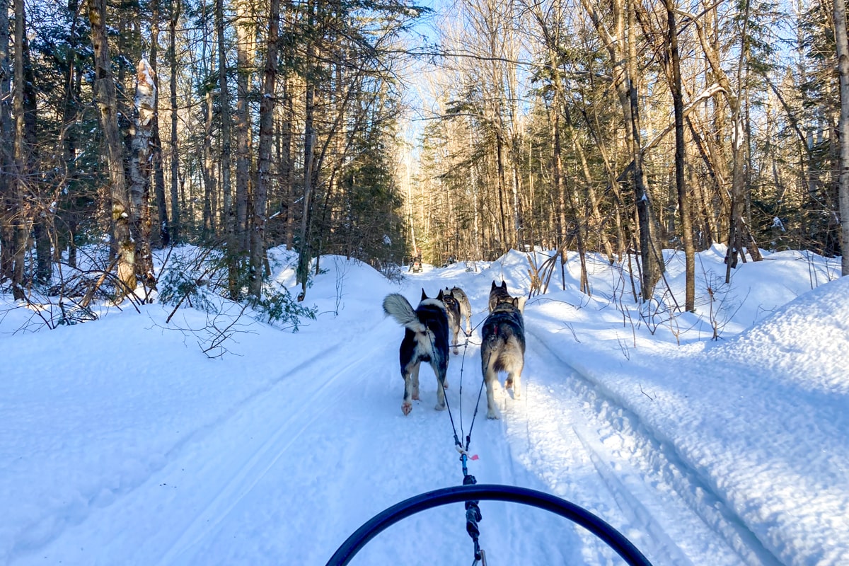 Montréal : faire du chien de traîneau