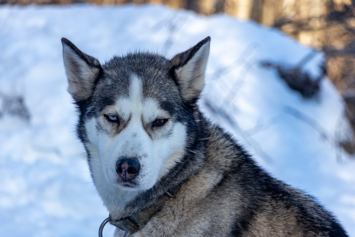 Chien, Montréal, Quebec