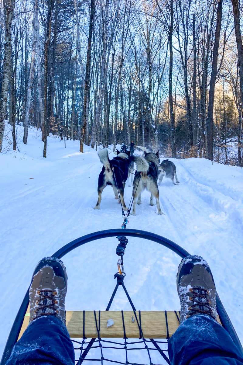 Expérience chien de traîneau au Quebec