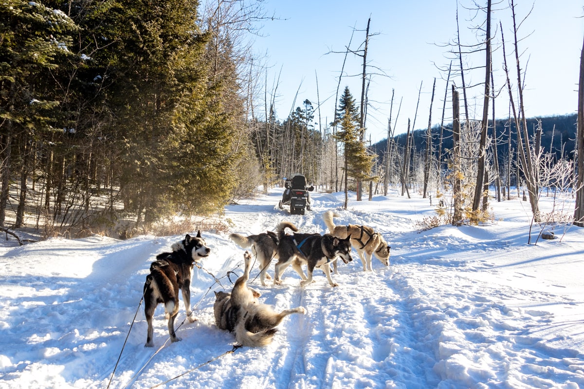 chien de traîneau en hiver