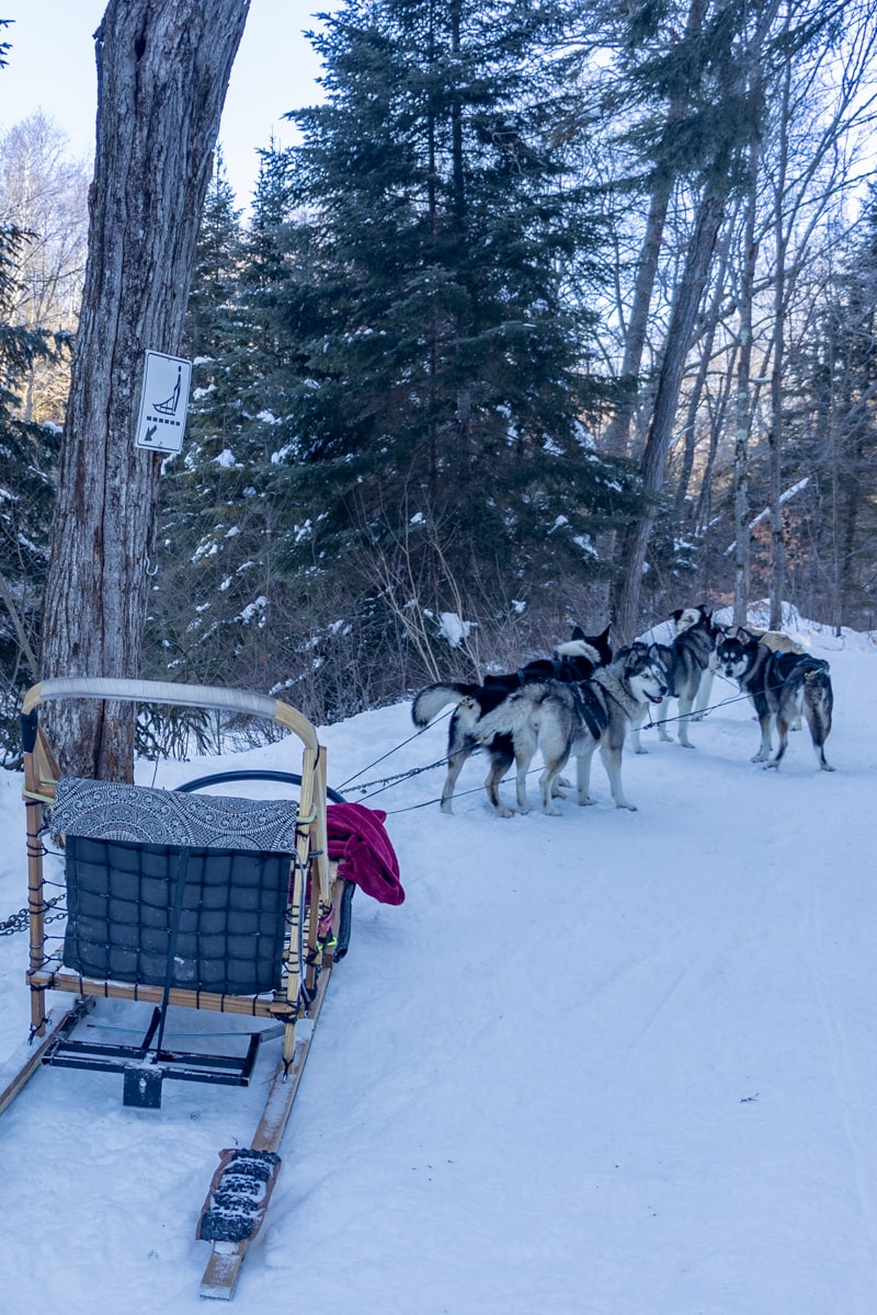 Chiens qui tirent le traîneau au Quebec