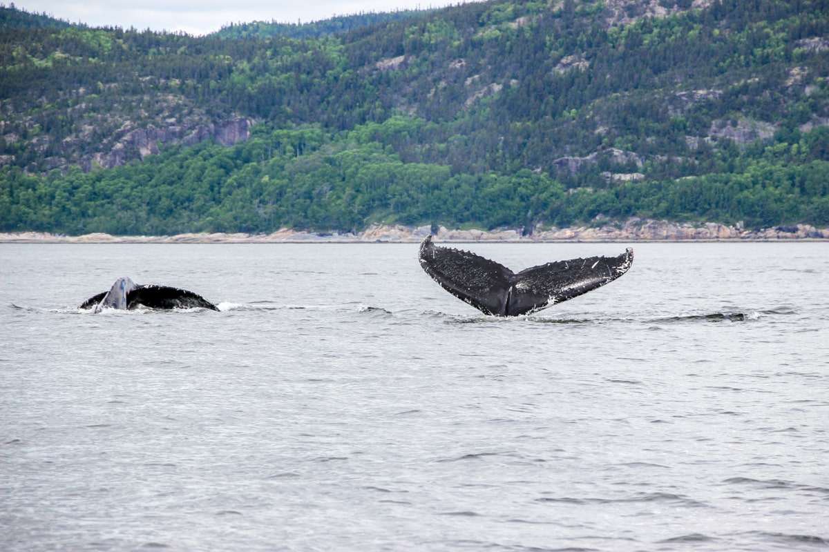 Queue de baleine qui sort de l'eau à Tadoussac