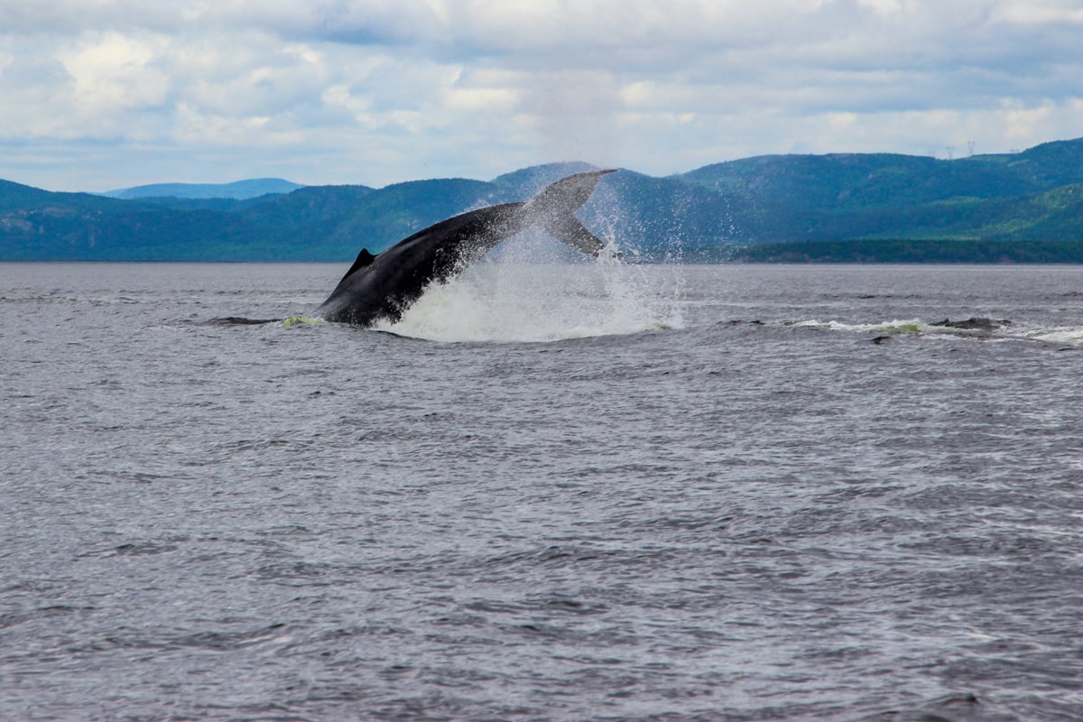 Baleine qui saute à Tadoussac