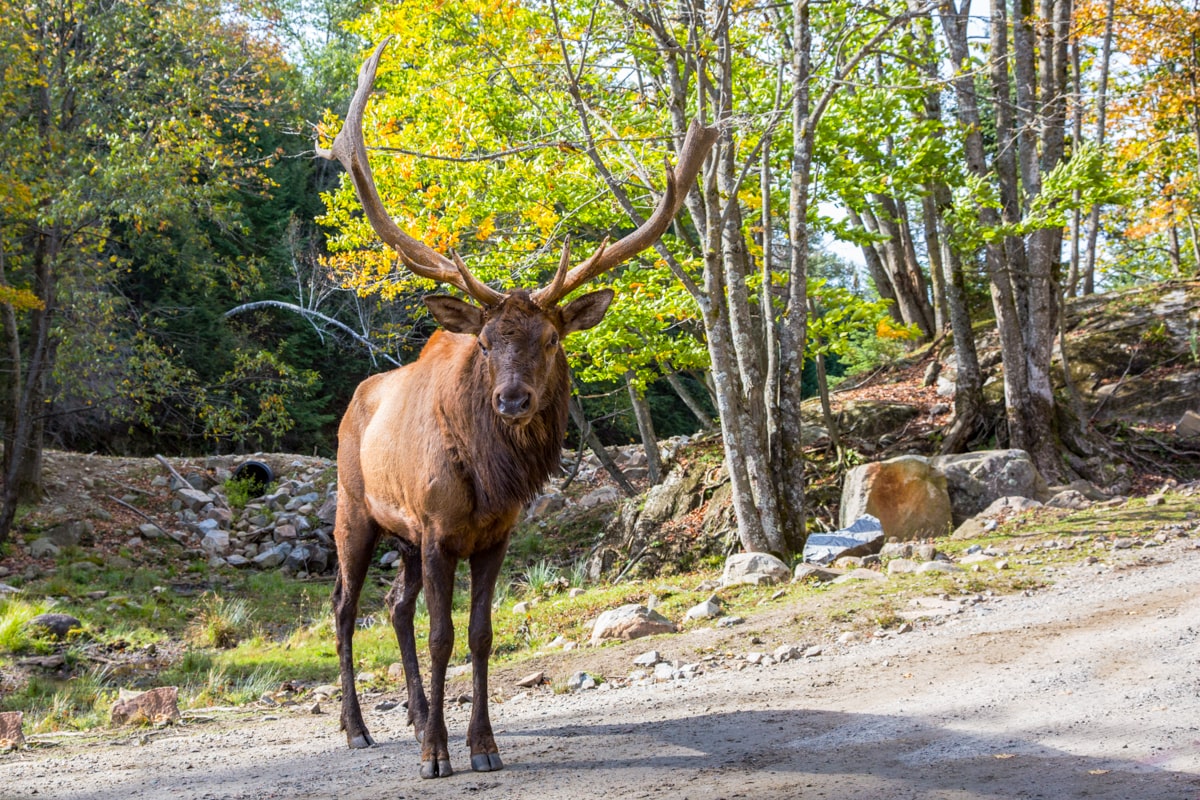 Parc Omega, Quebec