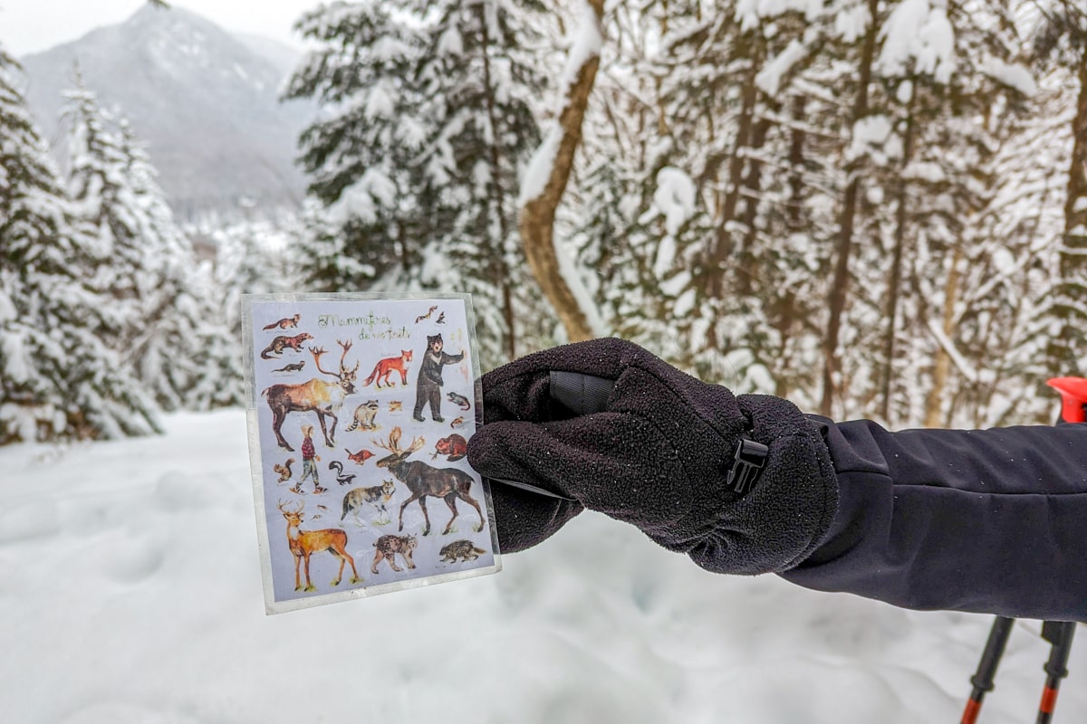 Observation de la faune lors d'une sortie raquettes au Quebec