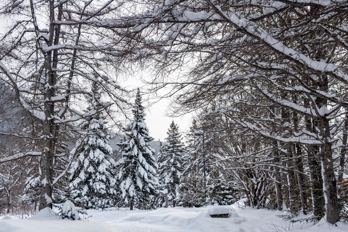 Forêt de sapins au Quebec