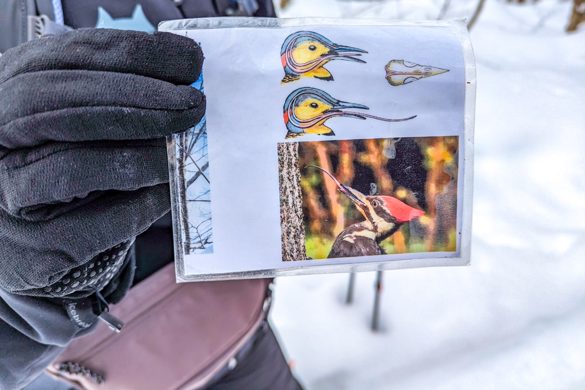 Explication sur les oiseaux du Parc de la Jacques Cartier