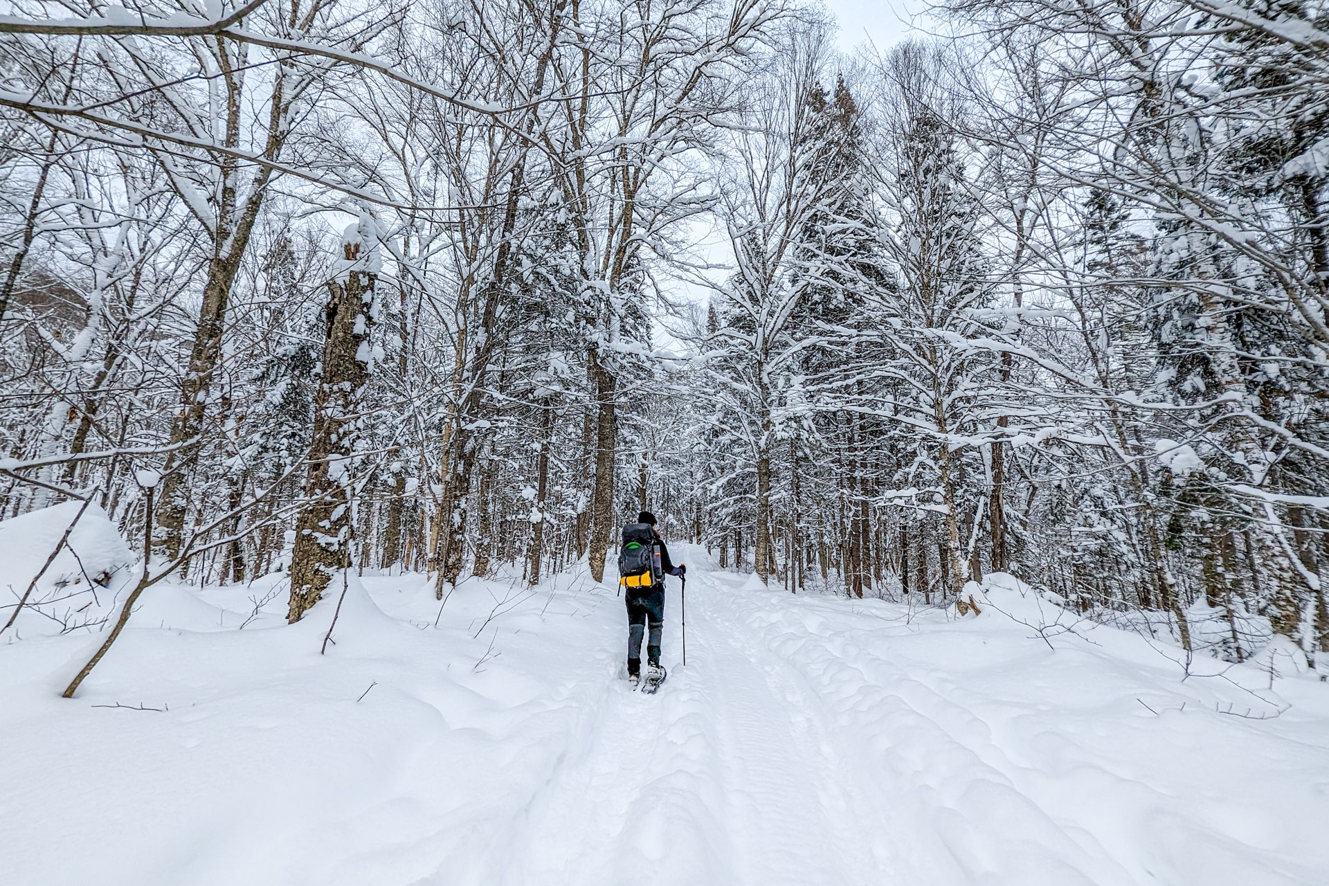 Randonnée en raquettes au Quebec