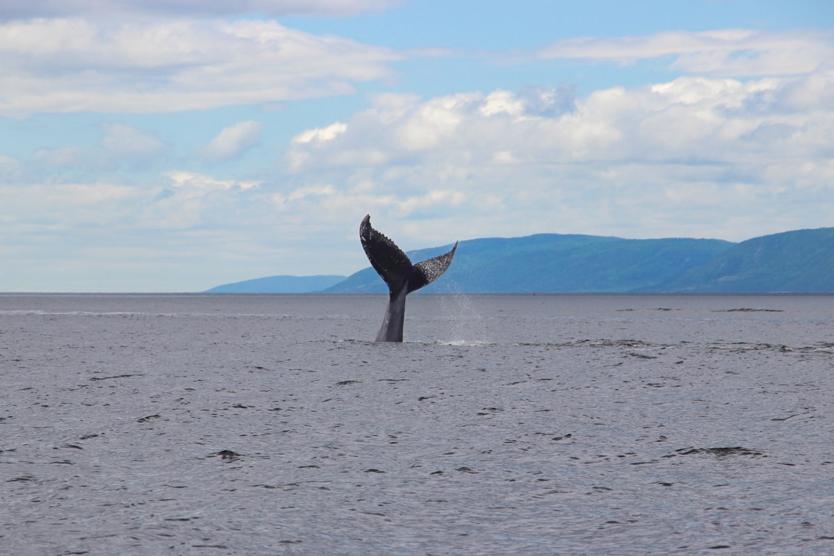 Baleine à Tadoussac