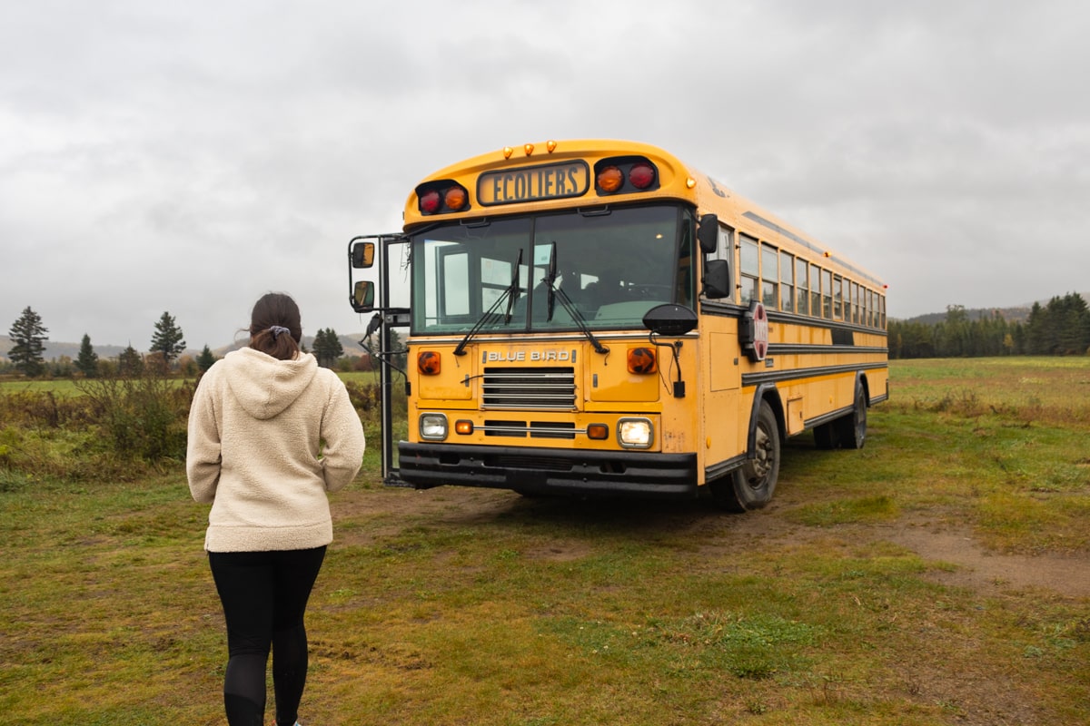 Navette bus scolaire américain, observation des ours noirs