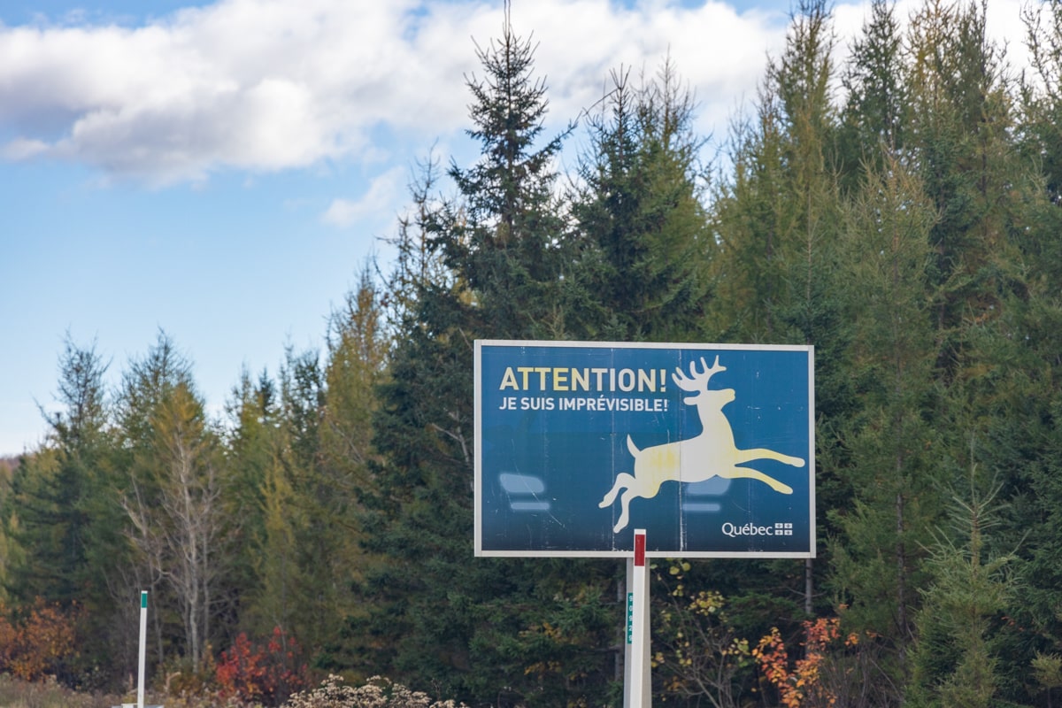 Panneau "Attention aux animaux" sur la route au Quebec