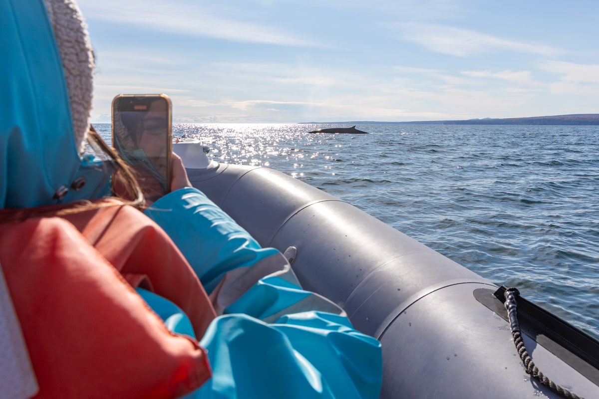 Photo de baleines lors d'une sortie Zodiac, Gaspésie