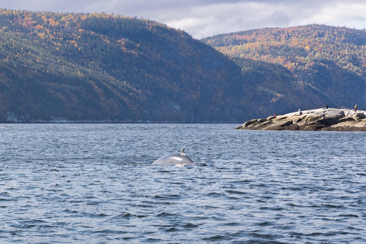 Croisière pour observer mammifères marins dans le Saint-Laurent à Tadoussac