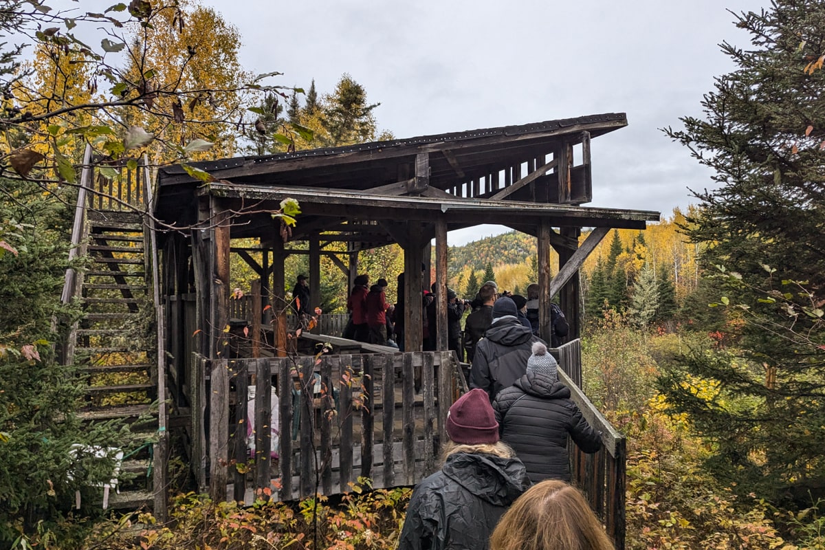 Observatoire des ours noirs en pleine forêt à Tadoussac