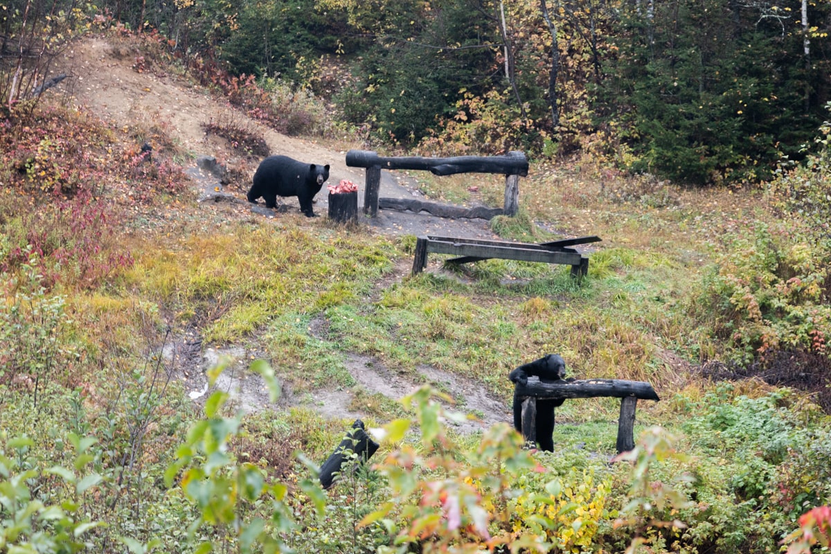 Observation des ours noirs à Tadoussac