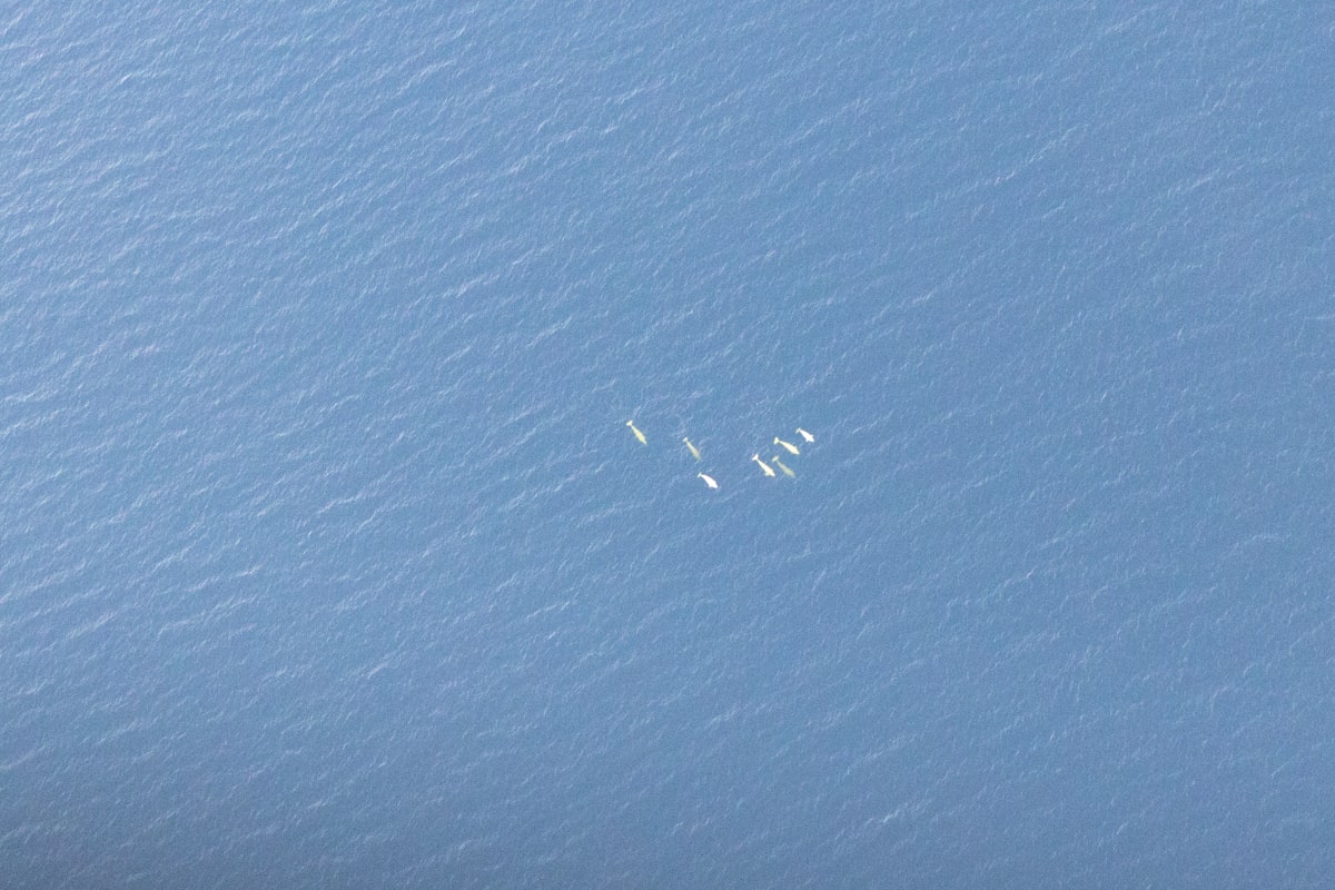 Vue sur des rorquals depuis l'avion à Tadoussac