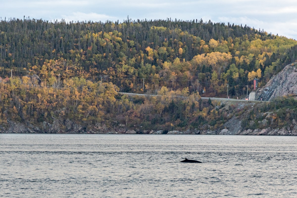 Voir des baleines depuis la Pointe de l'Islet à Tadoussac