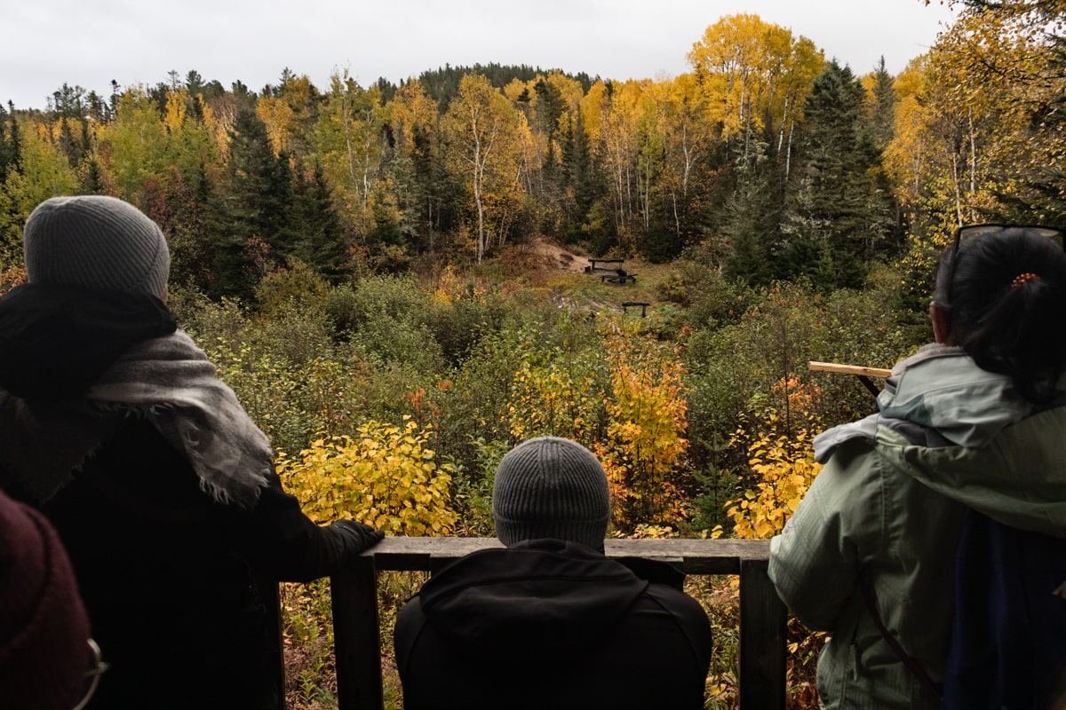 Personnes qui observent les ours noirs depuis l'observatoire en forêt