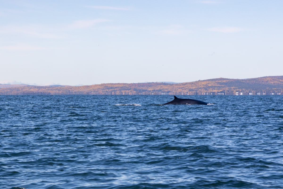 Dos d'une baleine en Gaspésie