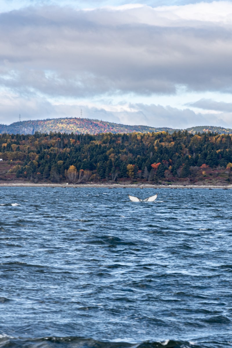 Queue de baleine lors de l'observation à Tadoussac