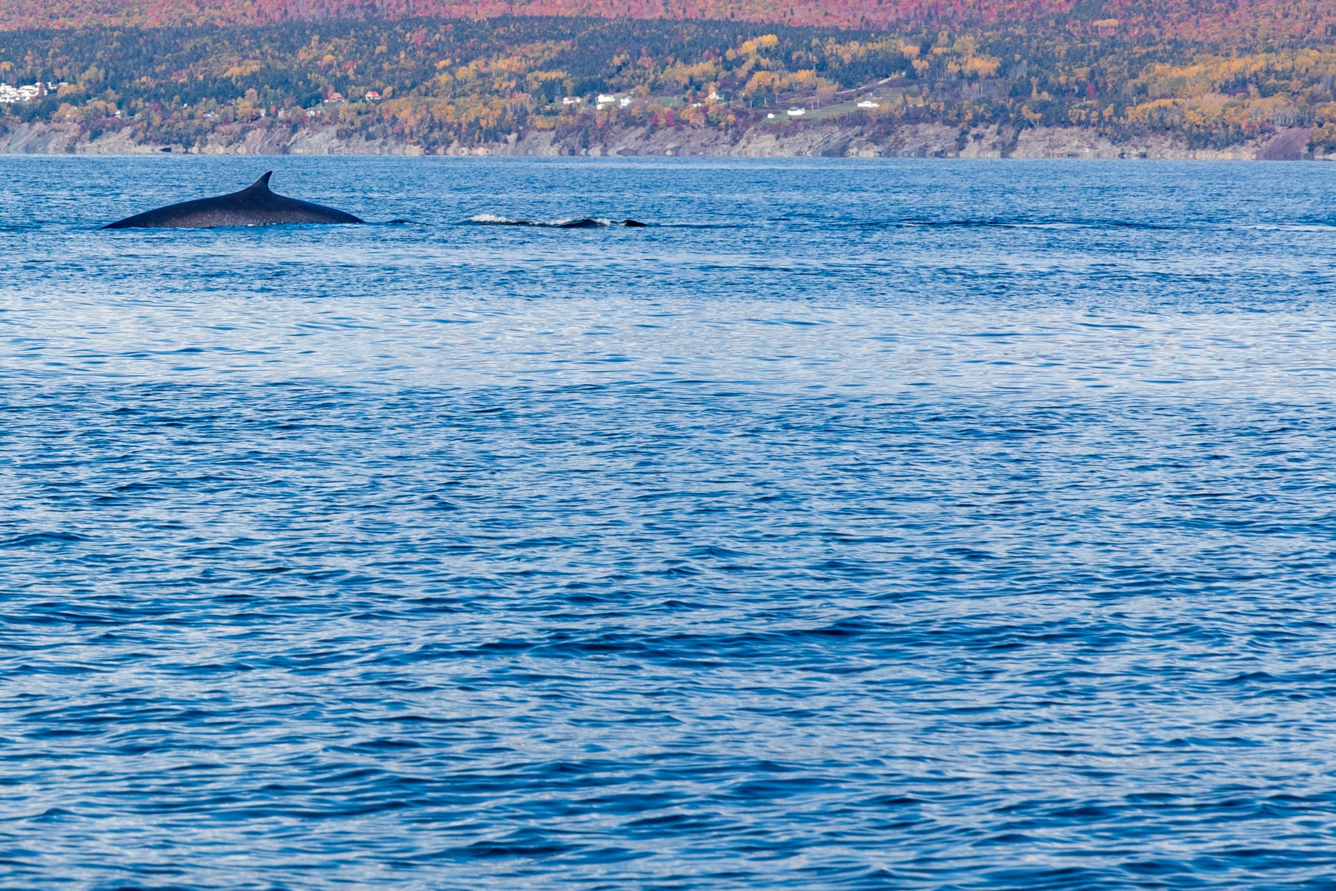 Faire une croisière d'observation des baleines en Gaspésie