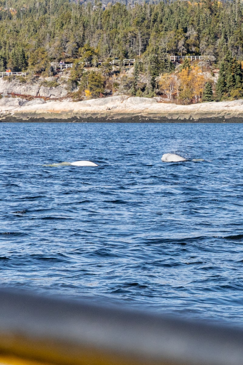 Bélugas observés lors d'une sortie en mer