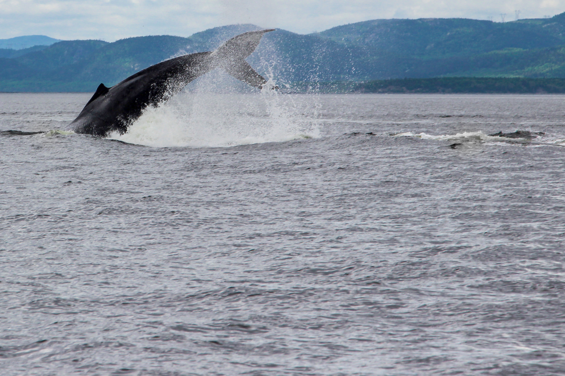 Observation des baleines à Tadoussac