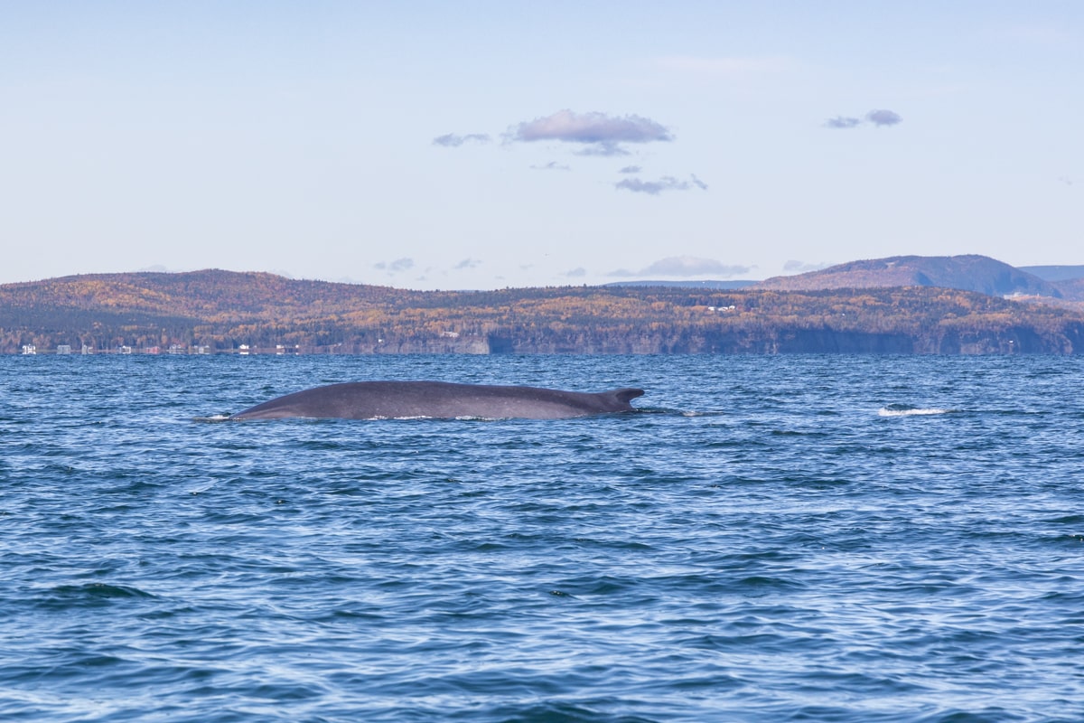 Dos de baleine lors de la croisière d'observation des baleines en Gaspésie