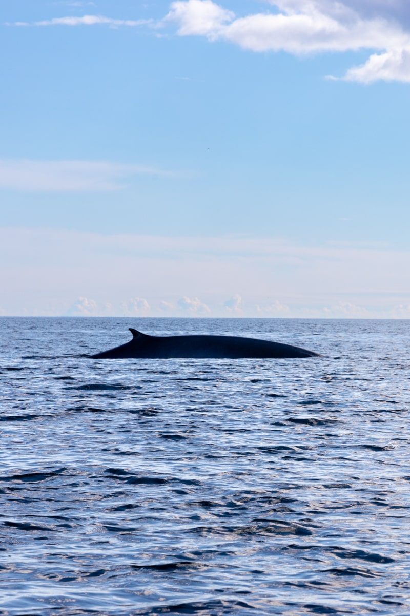 Vue d'une baleine lors d'une sortie en mer en Gaspésie