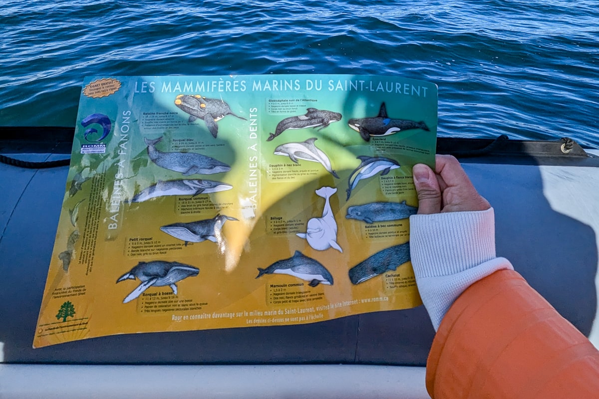 Feuille qui montre les mammifères du Saint-Laurent