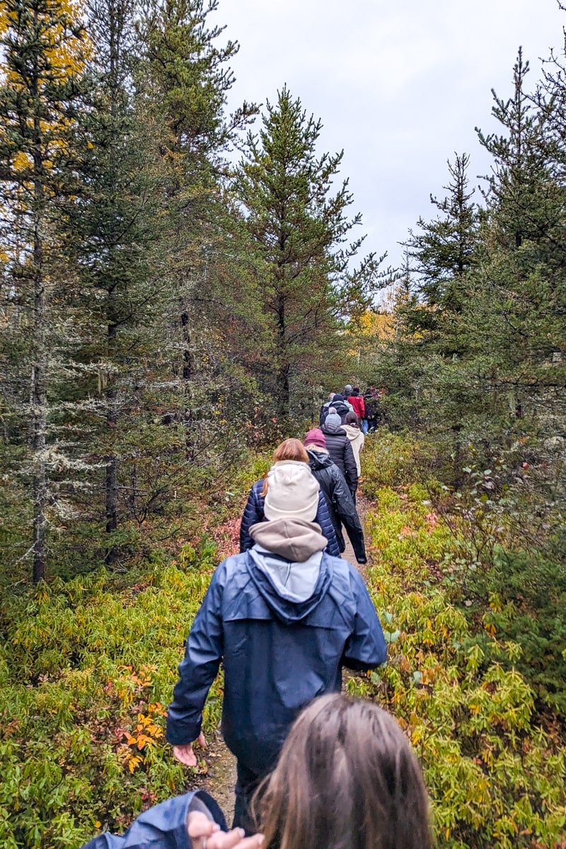 Marche en forêt pour aller voir les ours noirs