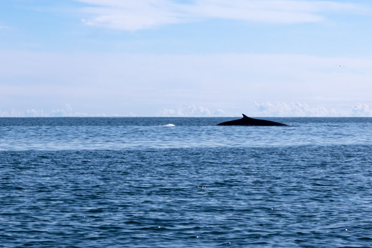 Observation de baleines en Gaspésie