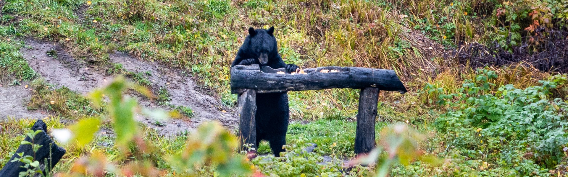 Observation des ours noirs à Tadoussacc