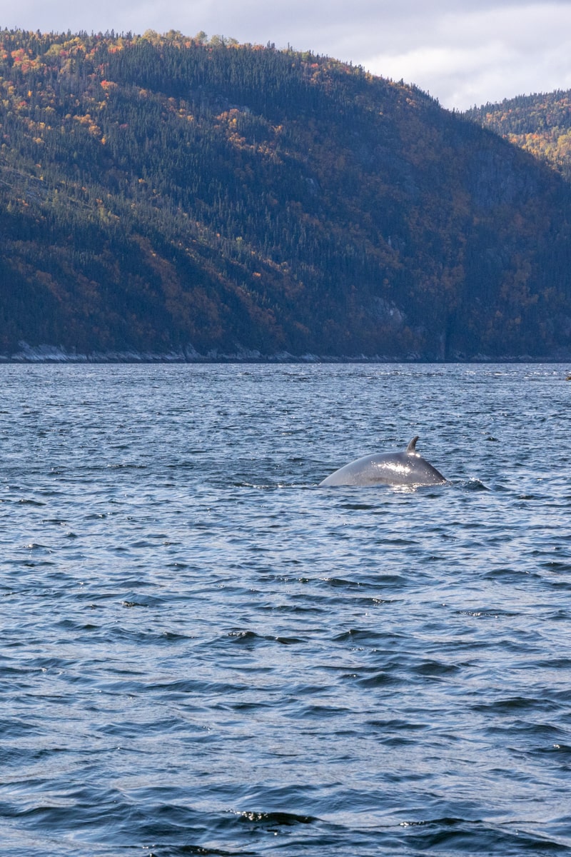 Observation de rorquals à Tadoussac