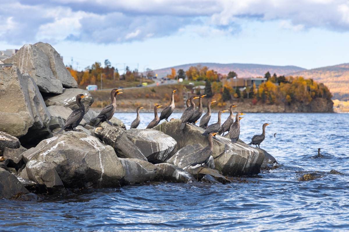 Le cormorans, un oiseau marin en Gaspésie