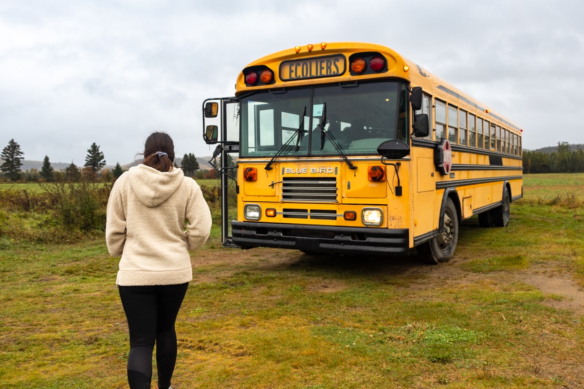 Bus jaune, typique américain, ours noirs à Tadoussac