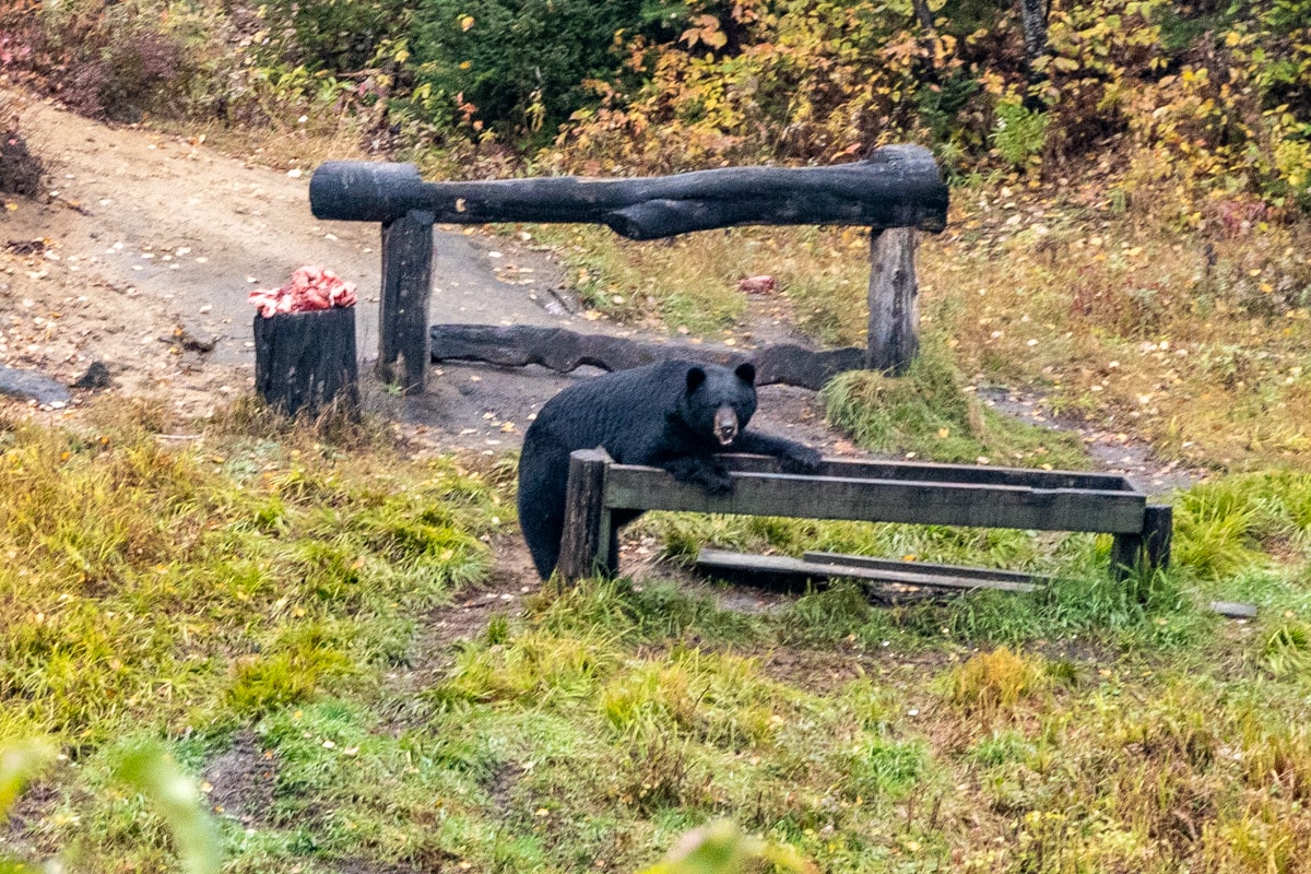 Un ours noir au mangeoir lors d'une excursion