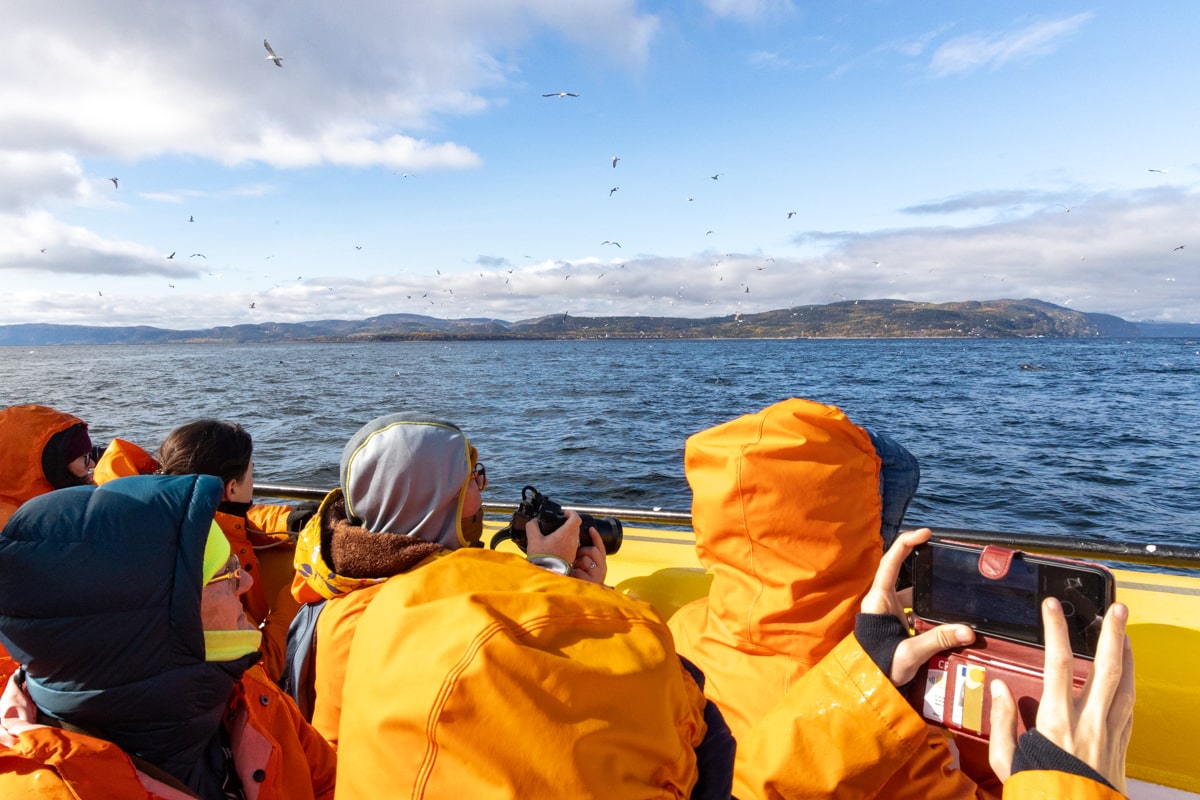 Des personnes qui observent les baleines en mer à Tadoussac