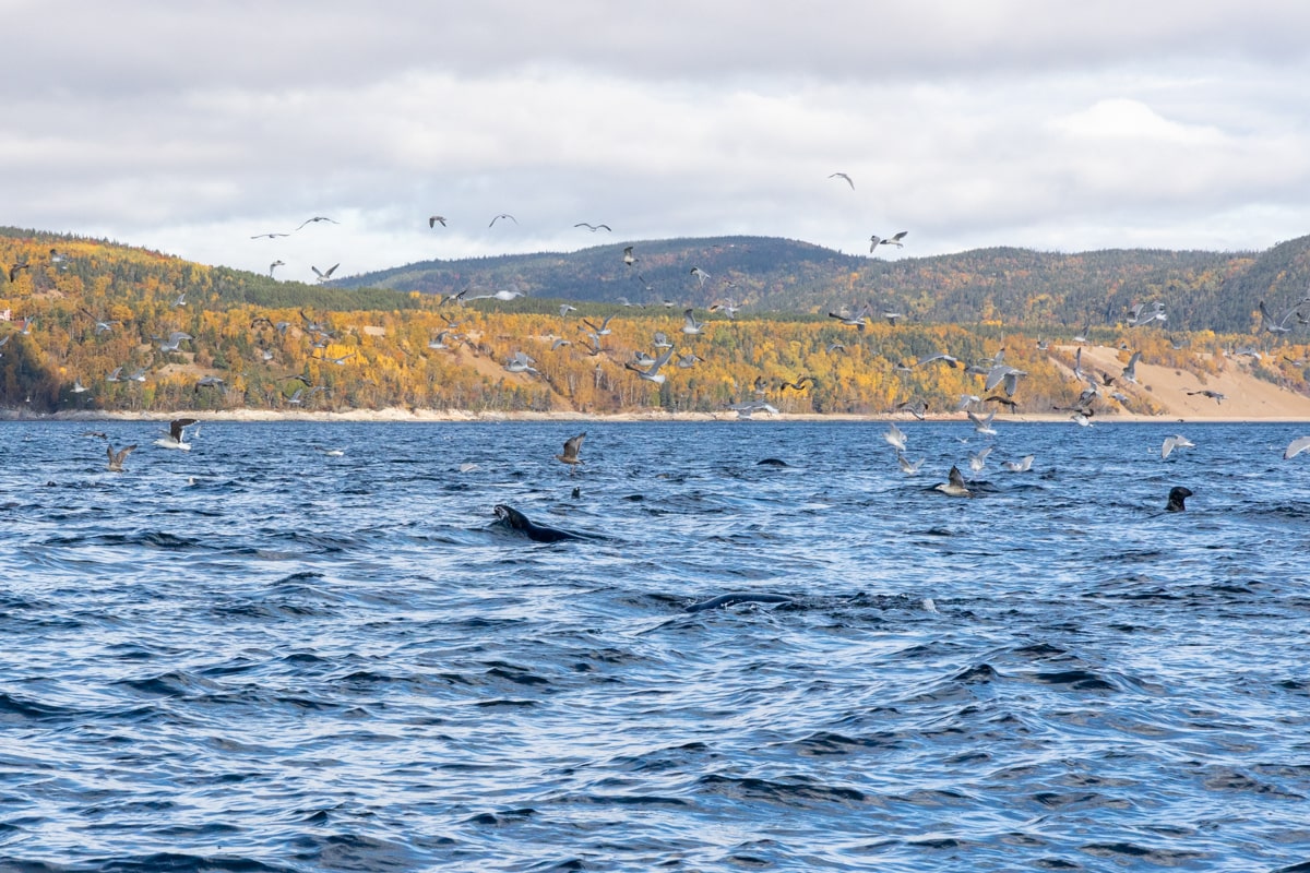 Phoques et oiseaux marins