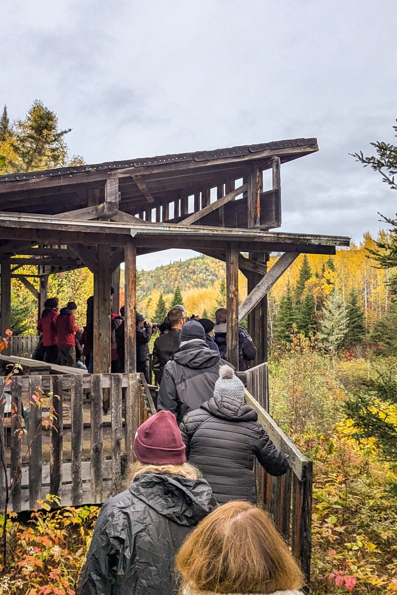 Le poste d'observation des ours noirs à Tadoussac