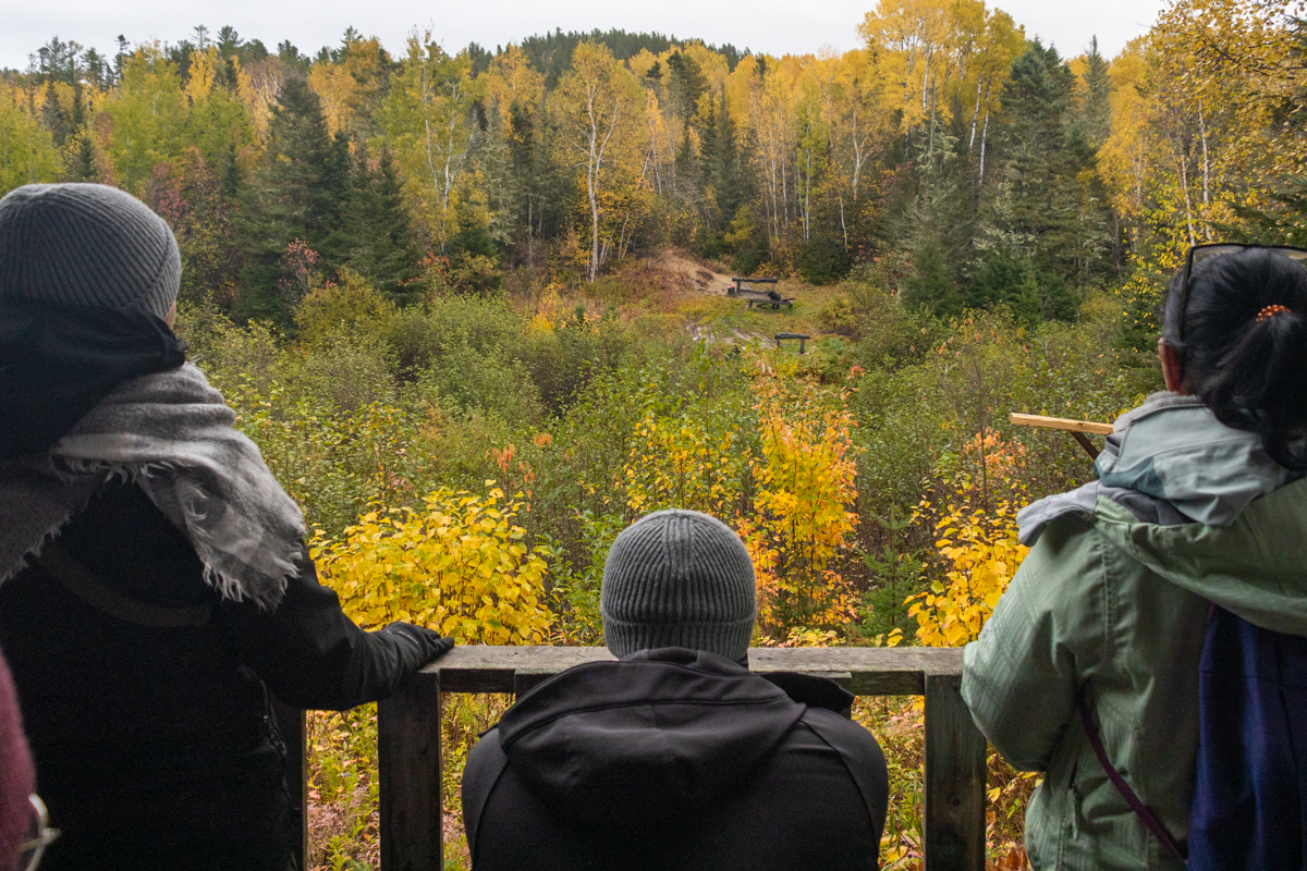 Vue sur les ours noirs depuis le poste d'observation