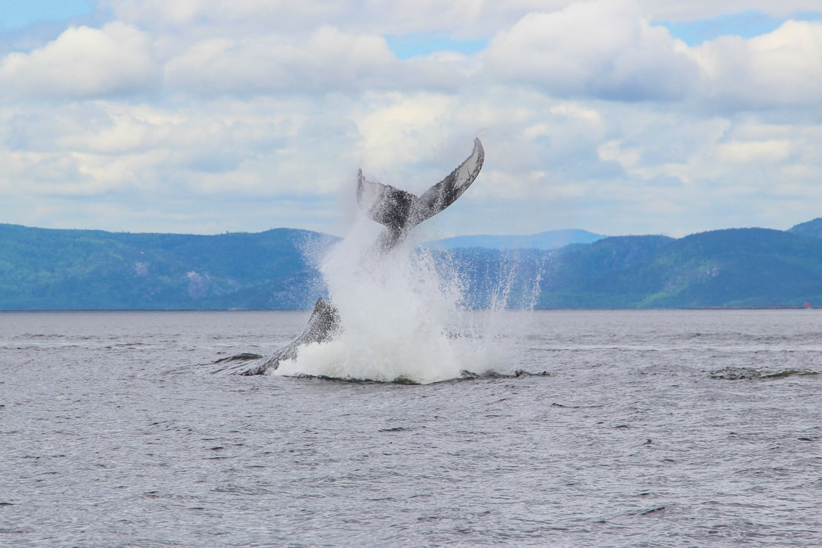 Baleine qui plonge lors de l'observation à Tadoussac