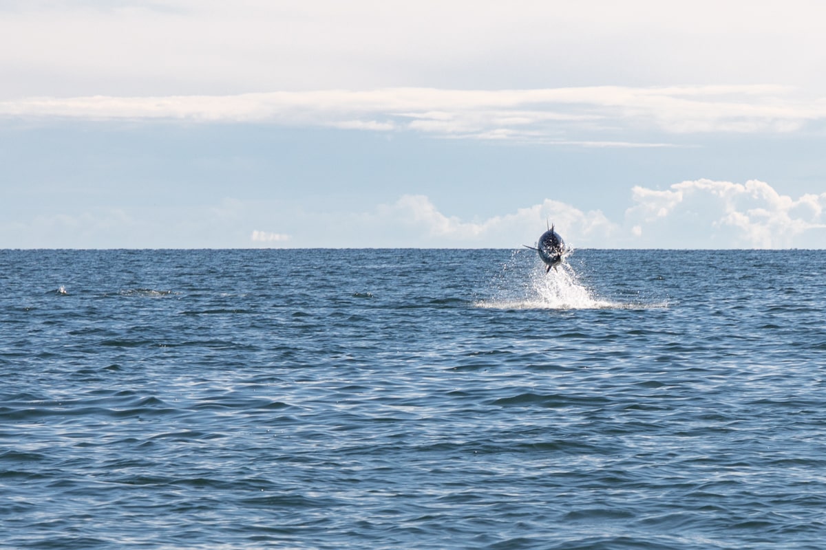 Thon qui saute en Gaspésie