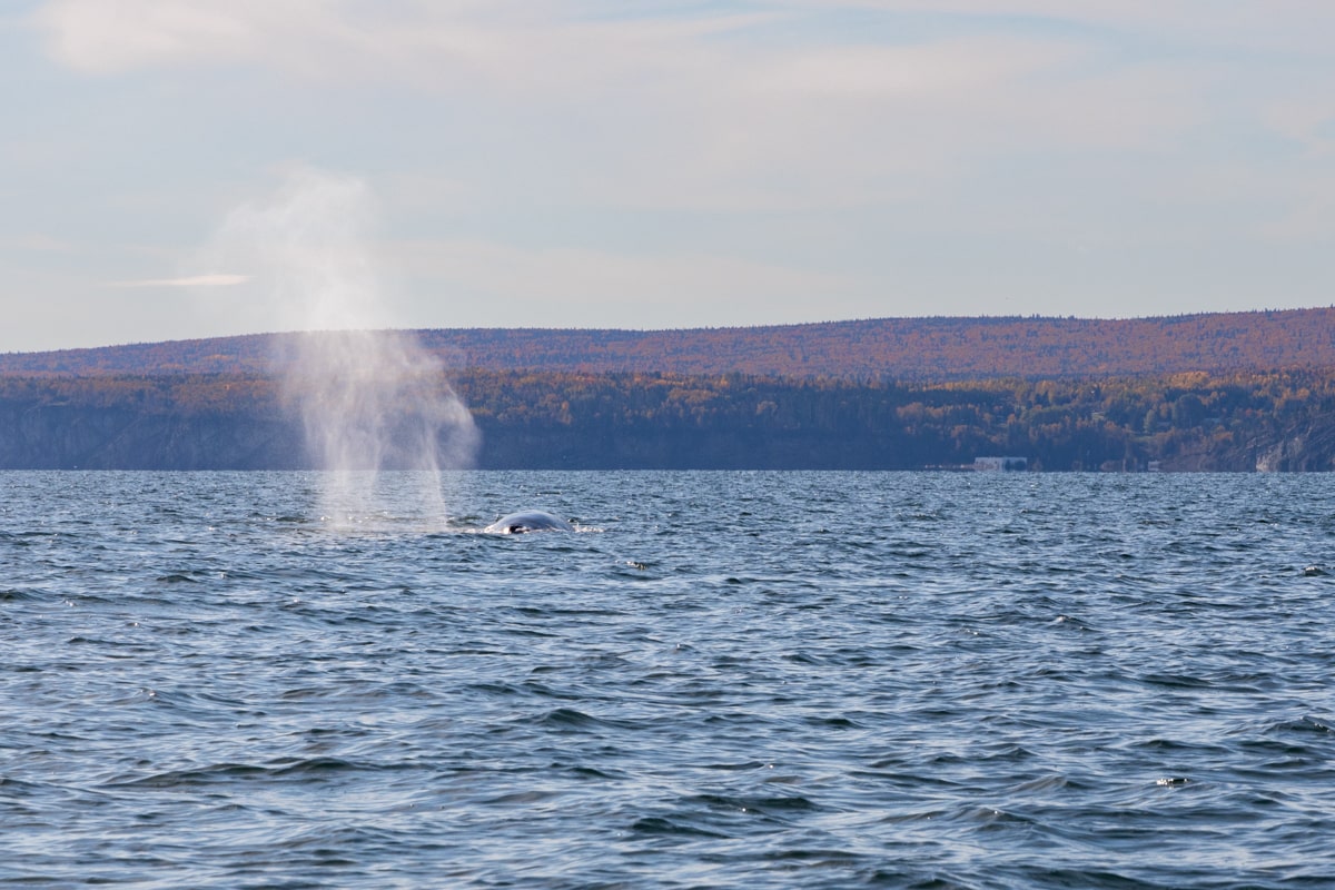 Souffle d'une baleine à la surface en Gaspésie