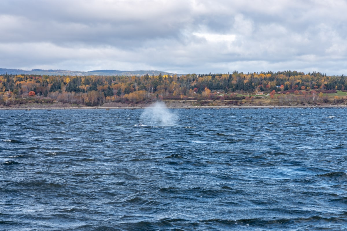 Souffle d'une baleine lors de l'excursion à Tadoussac