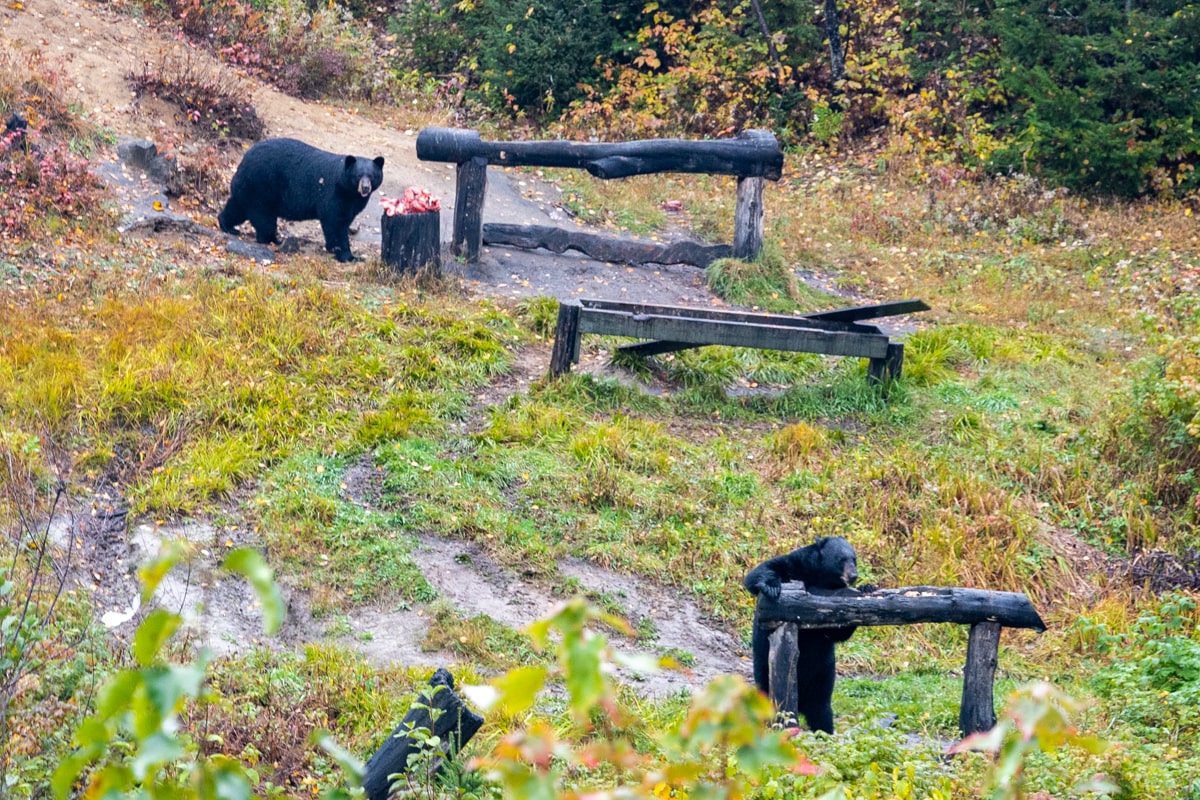 Aller voir les ours noirs à Tadoussac