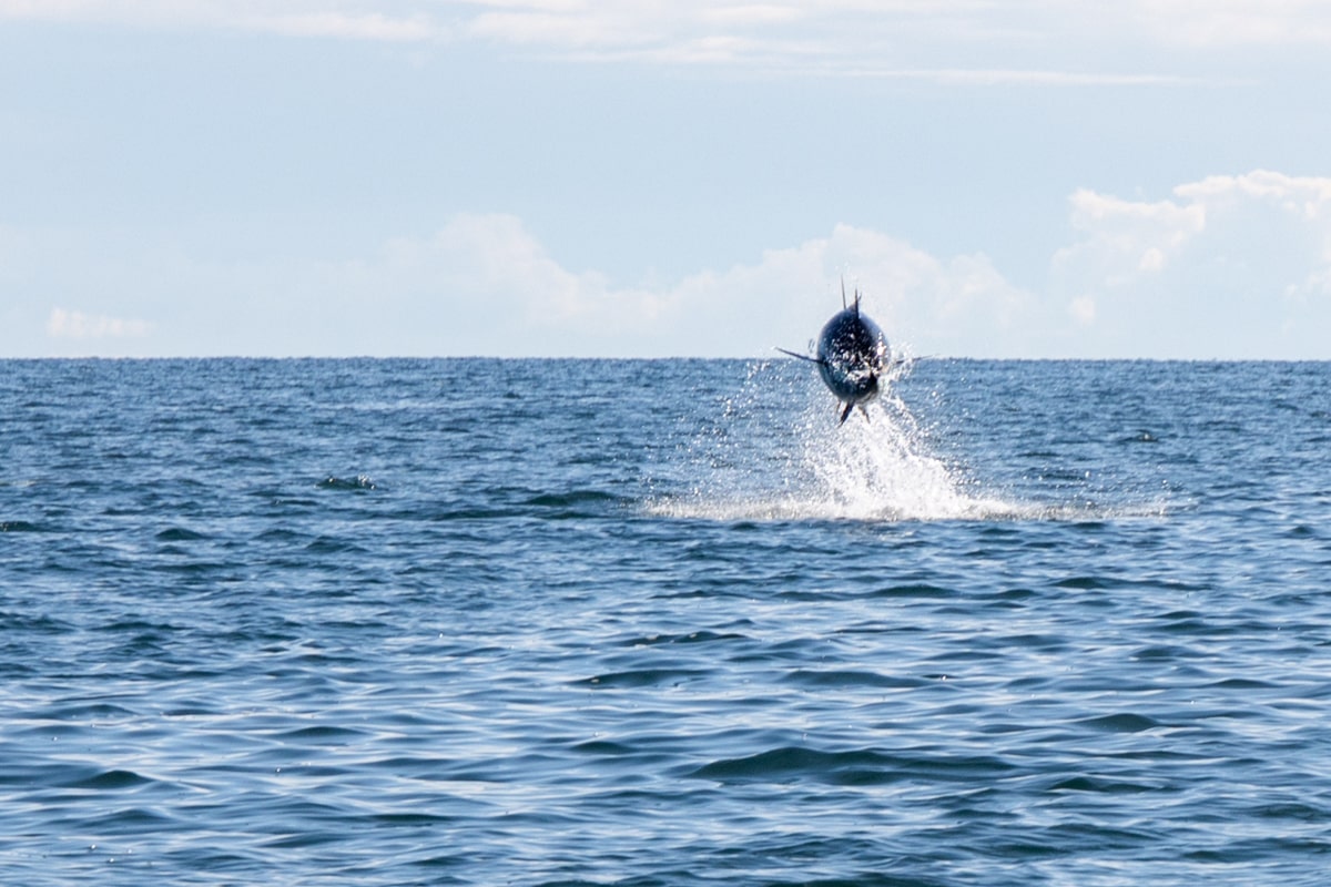 Croisière en gaspésie, thon qui saute