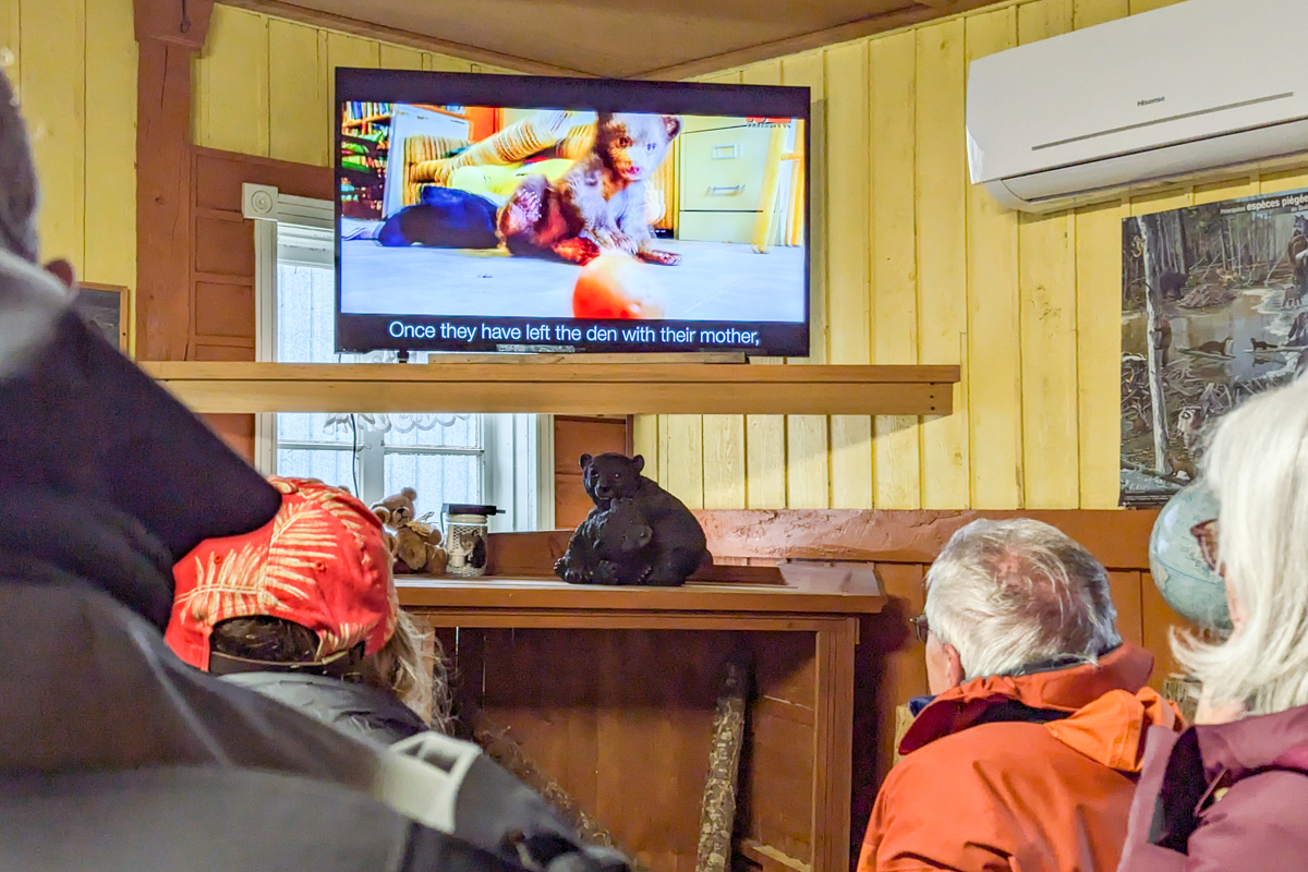 Vidéo de présentation de l'ours noir à Tadoussac